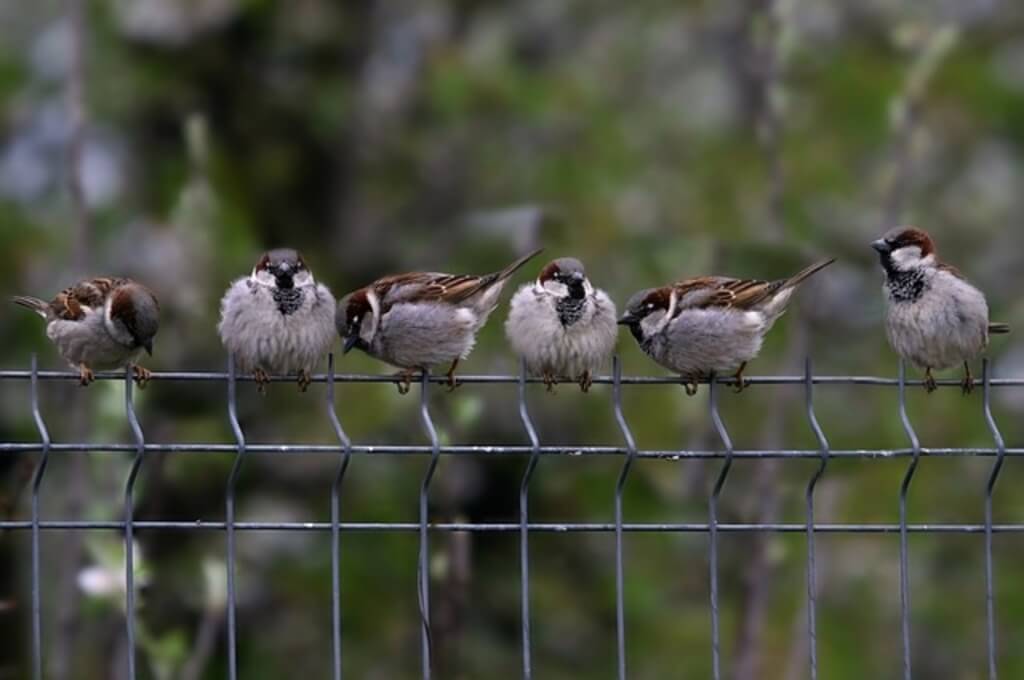19 Birds That Look Like Sparrows Meet The Lookalikes Learn Bird