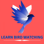 Learn Bird Watching