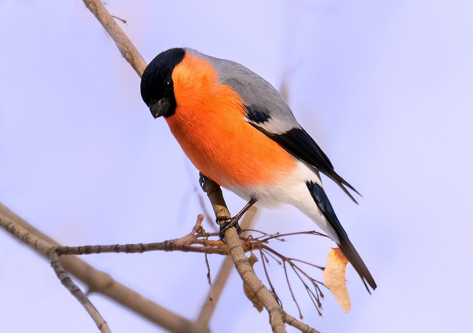 About Us Learn Bird Watching