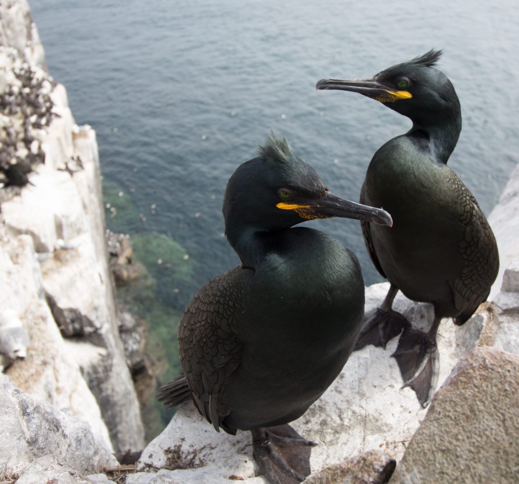 A couple of cormorants on rocks.