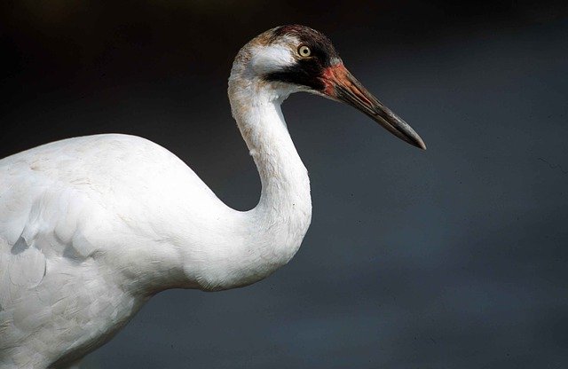 whooping crane