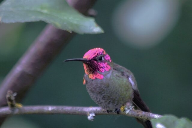 An Annas Hummingbird perched on a tree branch.