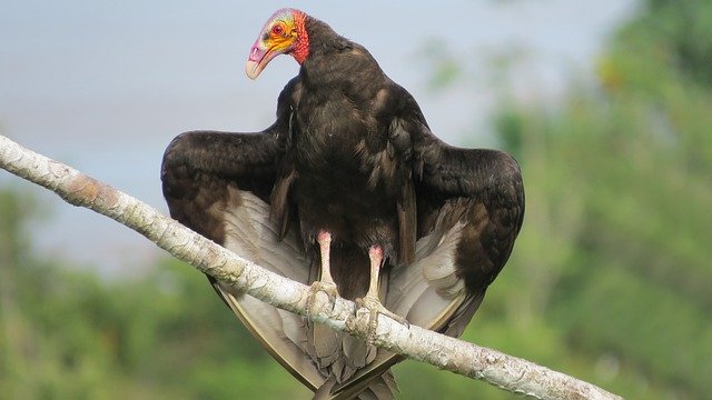 Turkey Vulture