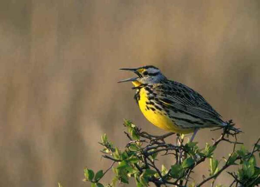 A Western Meadowlark perched in a tree singing away.
