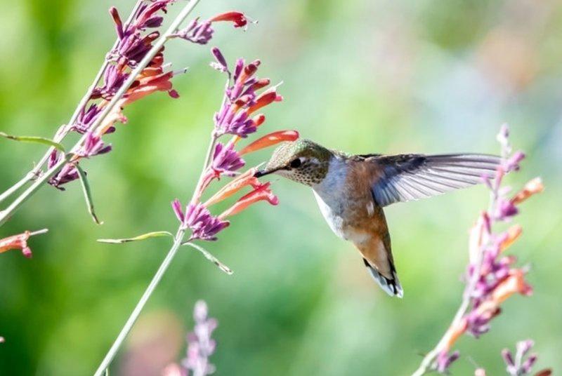 hummingbird