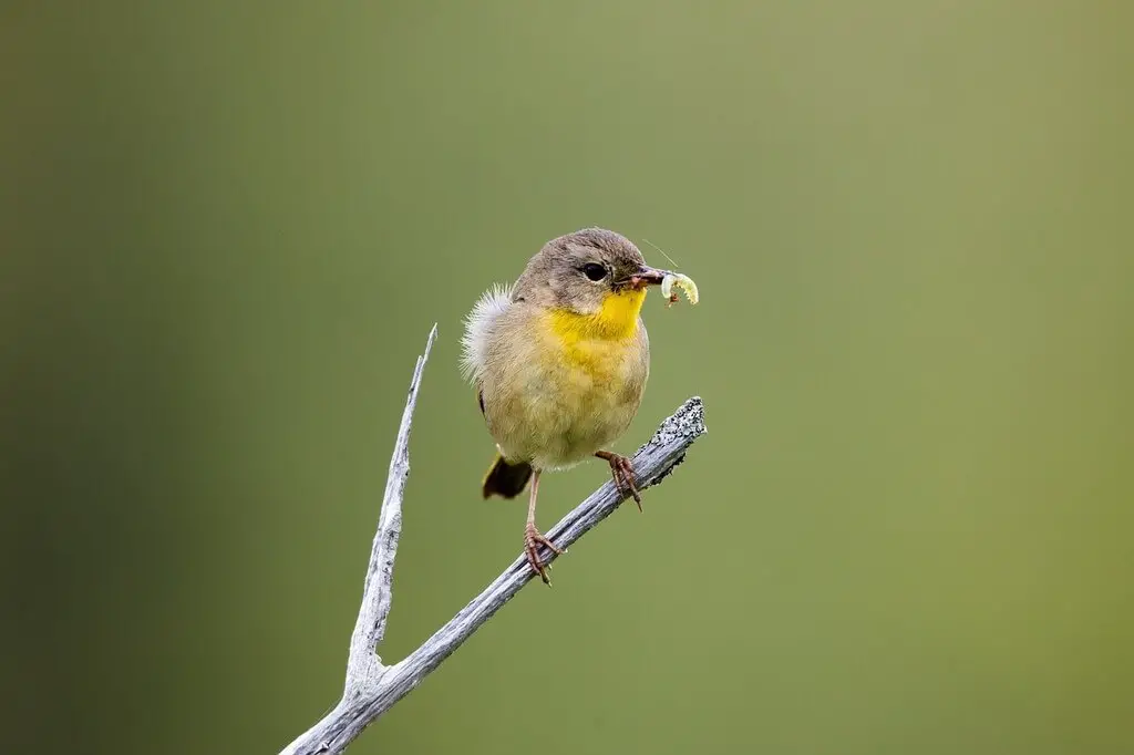 Warbler eating caterpillar
