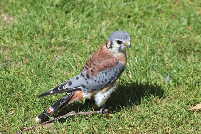 An American kestrel walking on the ground.