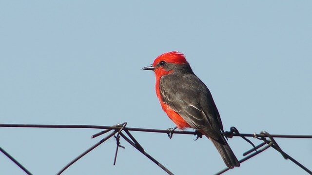 Scarlet Tanager