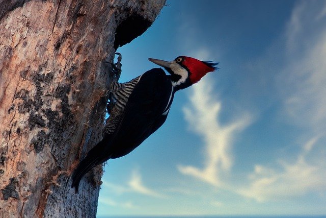 Red-headed Woodpecker