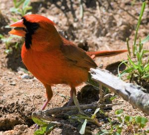 31 Most Common Birds of Delaware (with Photos, ID & Info) | Learn Bird