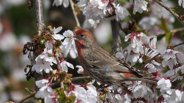 Cassin's Finch