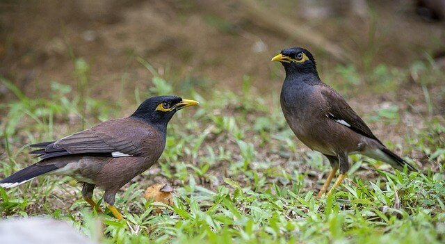 Common Myna