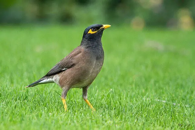 A common myna foraging on a lawn.