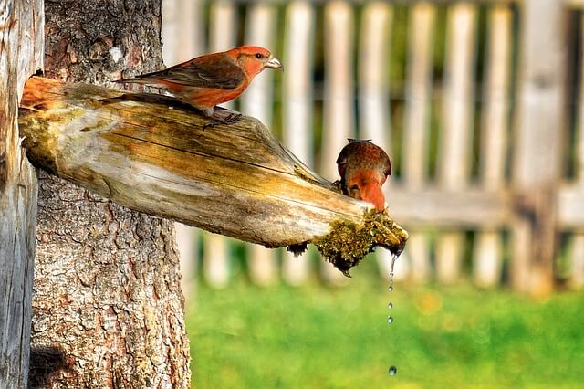 Red Crossbill