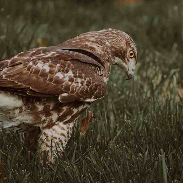 A Red-tailed Hawk foraging on the ground for food.
