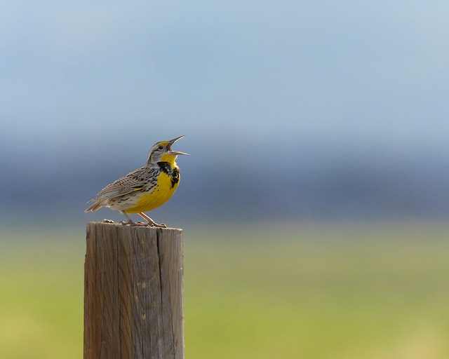 A Western Meadowlark perched on a wooden post.