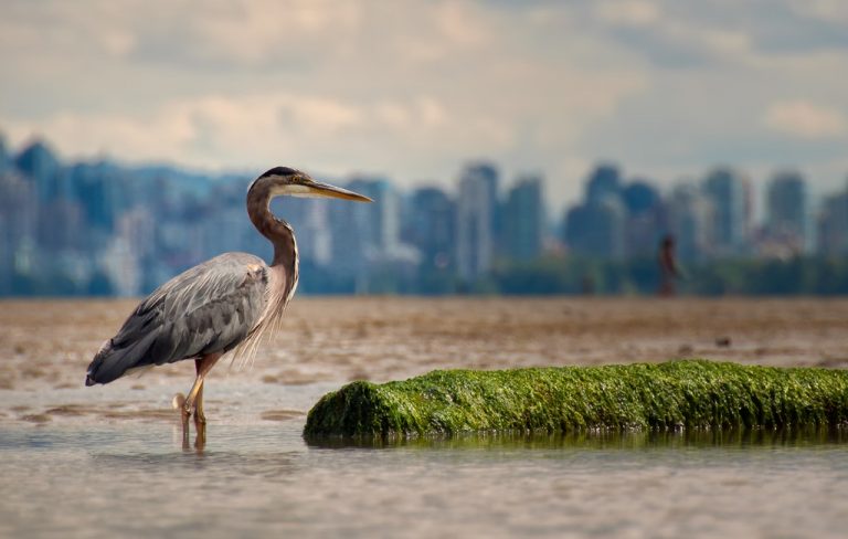 20 Great Blue Heron Facts That Will Astonish You Learn Bird Watching