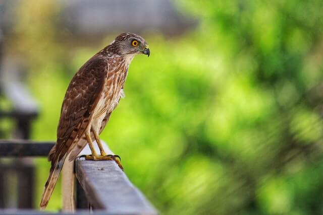 Short-tailed Hawk