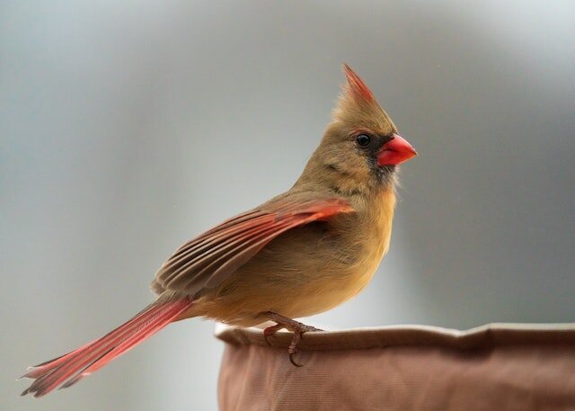A female cardinal perched on a tray feeder.