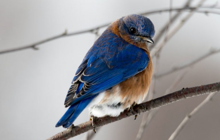 70 Fun Facts About Eastern Bluebirds: Explore Now!