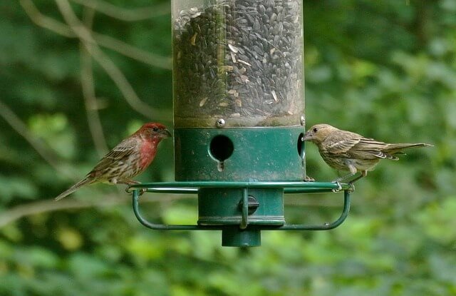 Purple finch