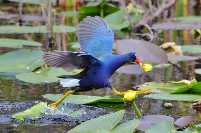 Purple Gallinule