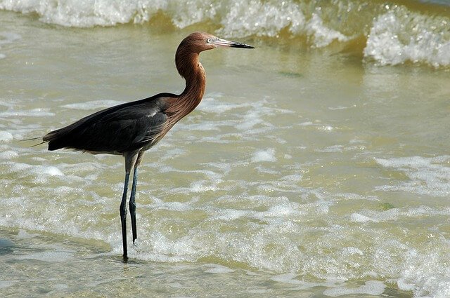 Reddish Egret