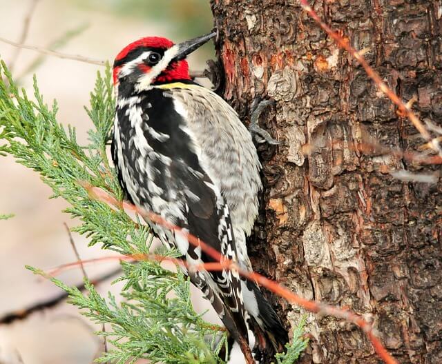 Red-breasted Sapsucker