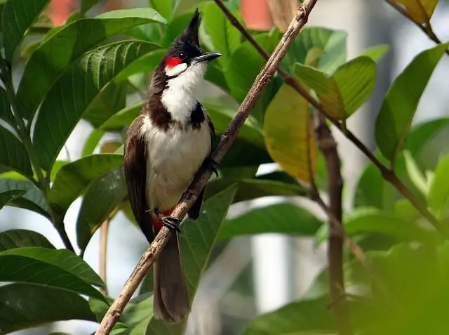 A Red-whiskered bulbul perched in a tree.