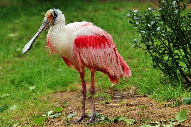 Roseate Spoonbill