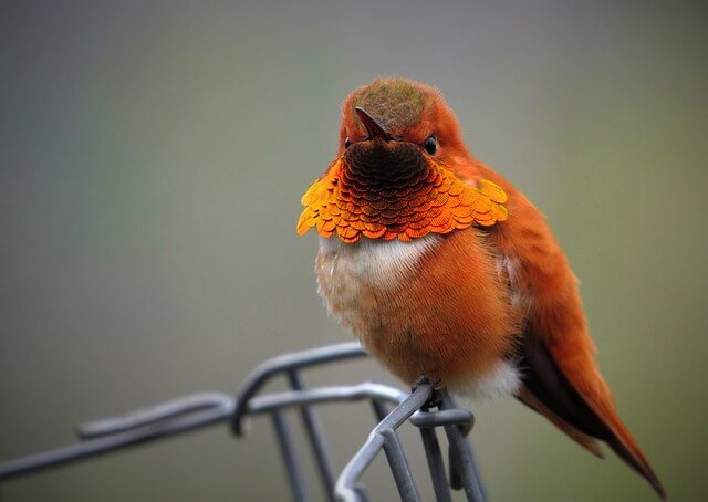 Rufous Hummingbird