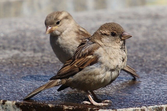 birds-of-new-york-city-including-central-park-and-long-island-quick