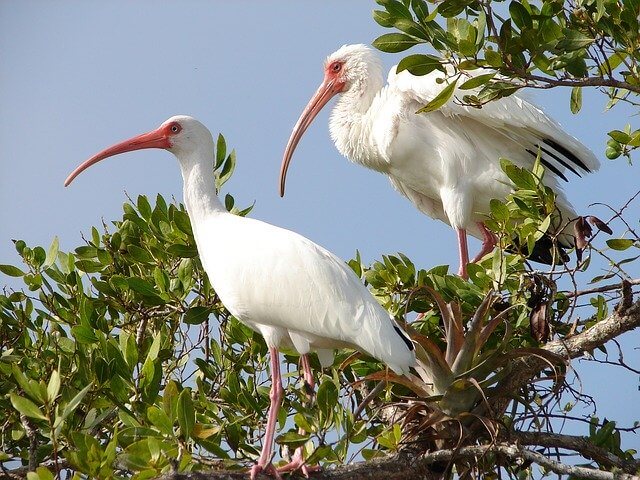 White Ibis