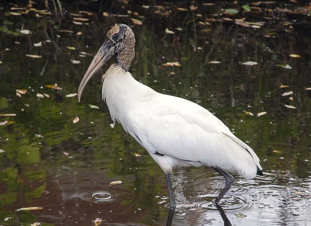 Wood Stork