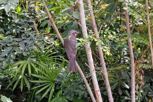 Smooth-Billed Ani