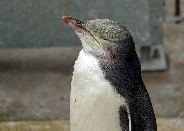 Yellow-eyed Penguin