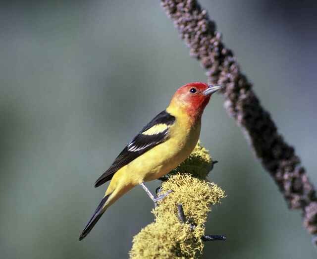 A Western Tanager perched on a plant.