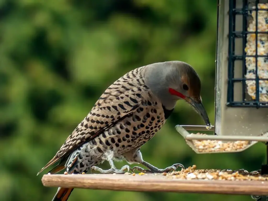 Northern Flicker