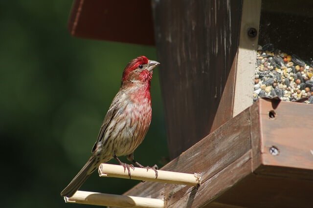 House Finch
