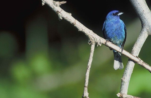 Indigo Bunting on a tree