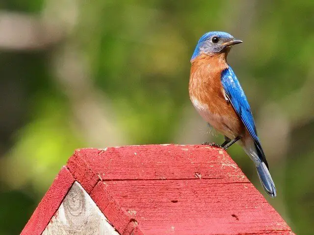 Eastern Bluebird
