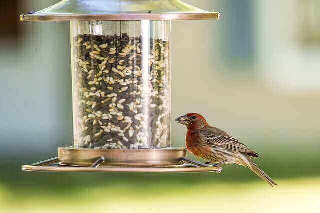 House Finch feeding
