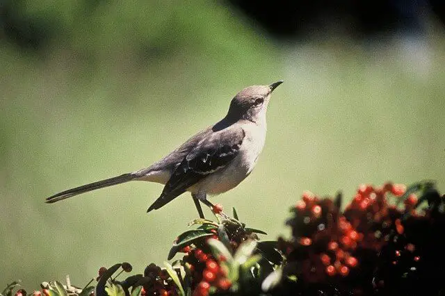 Northern Mockingbird
