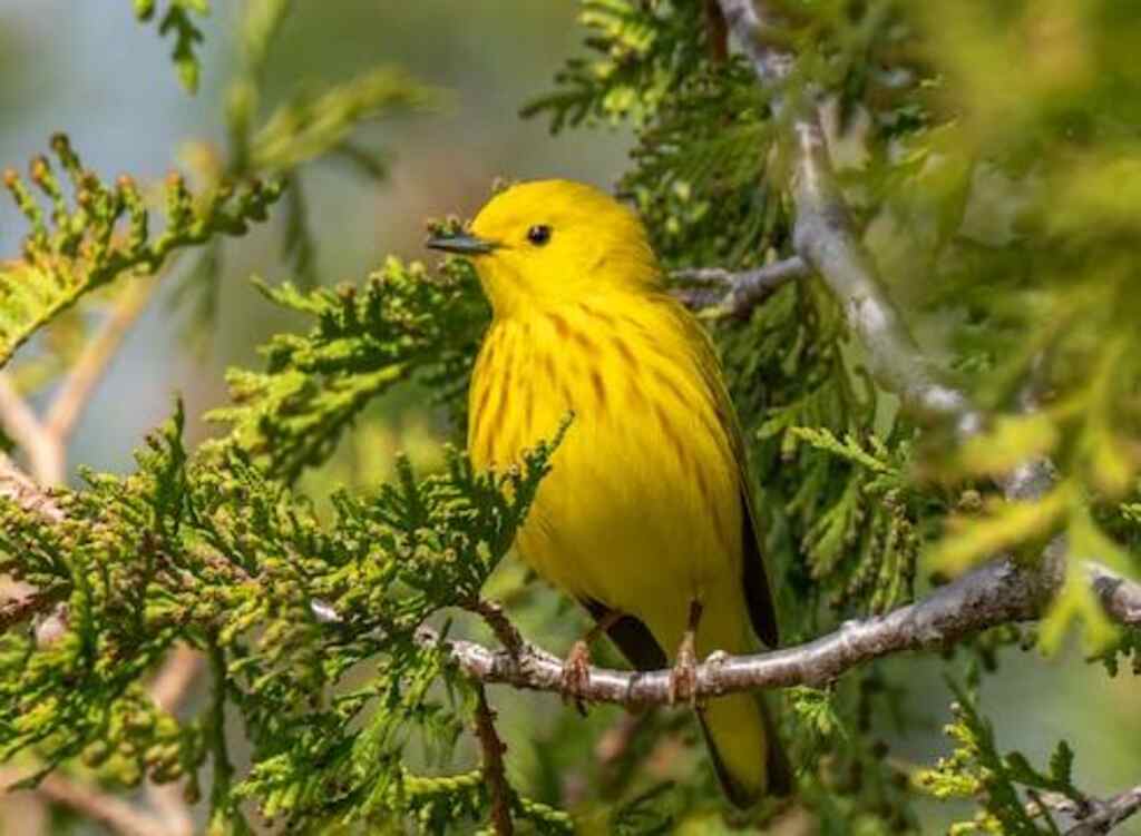 An American Yellow Warbler perched in a tree in Ontario, Canada.