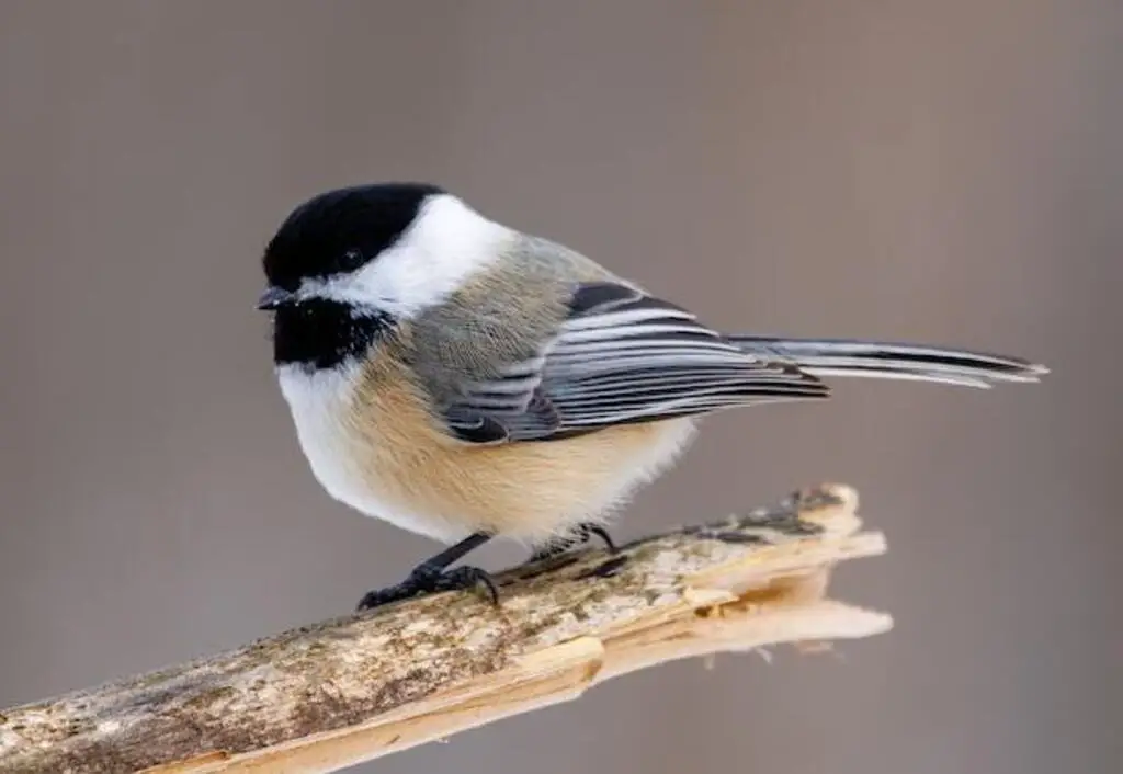 A Black-capped Chickadee perched on a thick branch.