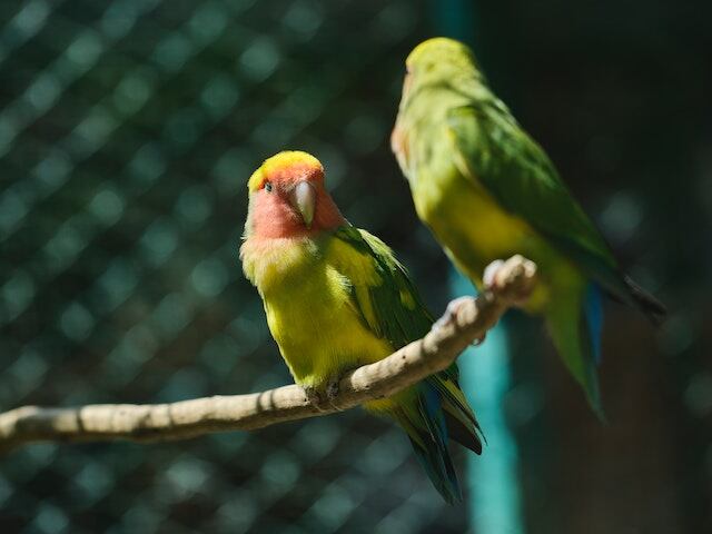 A pair of Rosy-faced Lovebirds perched on a branch.