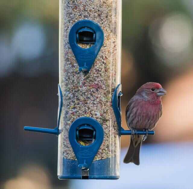 A House Finch perched on a tube feeder.