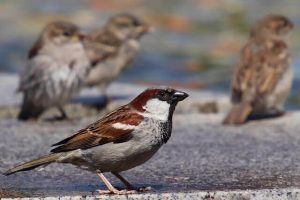 Most Common Backyard Birds in Massachusetts | Learn Bird Watching