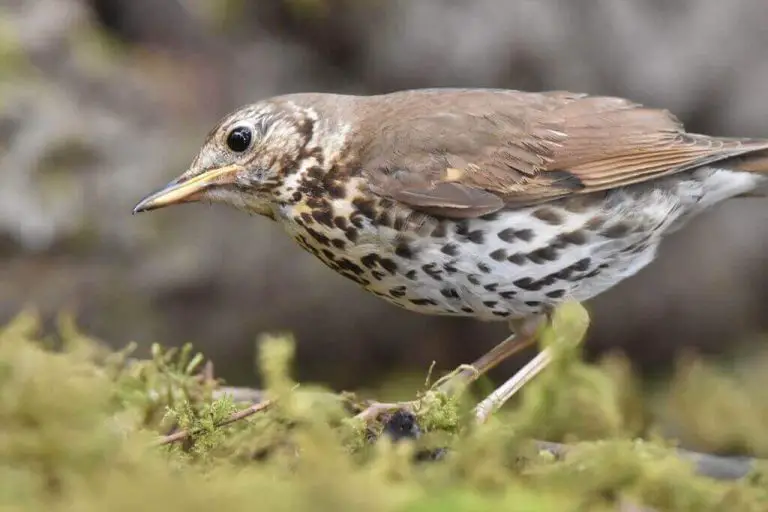 How to Attract Thrushes to your Garden | Learn Bird Watching