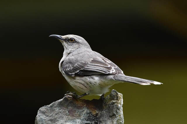 A Northern Mockingbird perched on a post.